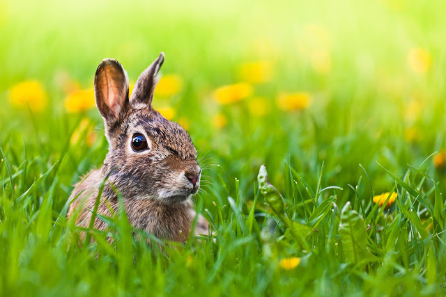 11 Fakten über Ostern