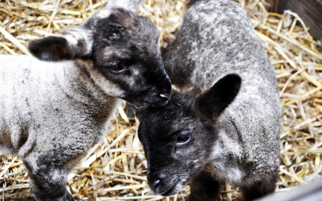 11 Fakten über das Osterfest und die Wahrheit über den Osterhasen – Teil 1