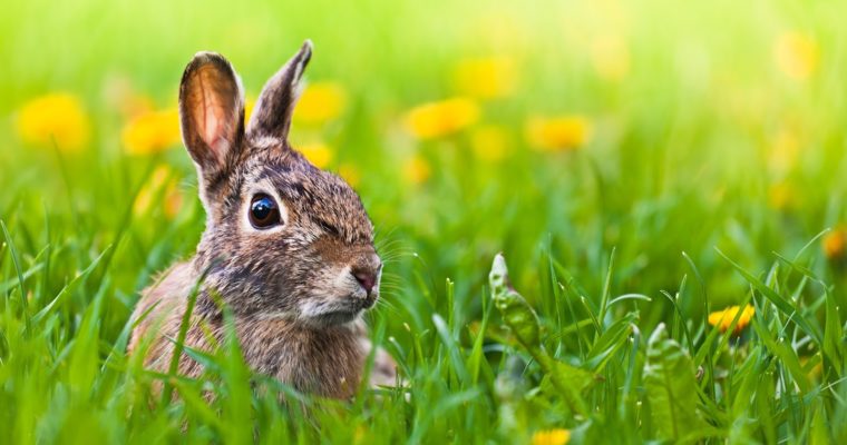 11 Fakten über das Osterfest und die Wahrheit über den Osterhasen – Teil 2