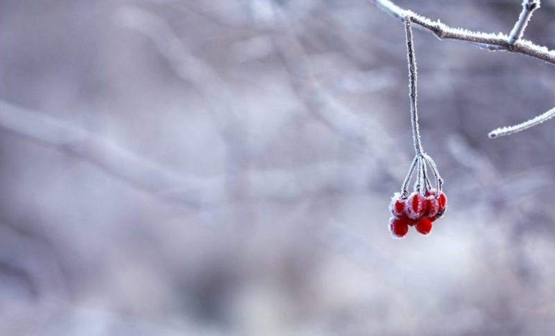 Haar durch den Winter